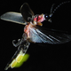 Illustration for article titled Your Yard Is A Firefly Meet Market, And You Can Help Scientists Study It